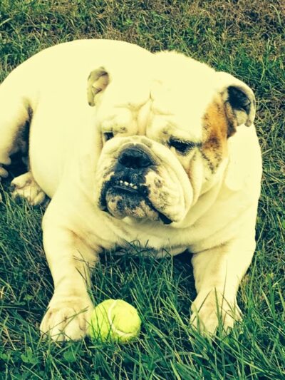 Hanna's Bed and Biscuit, inc. - Oxford, PA
