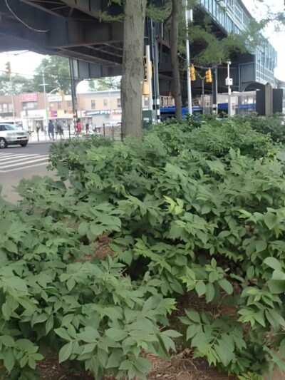 Corporal Ruoff Square - Ozone Park, NY