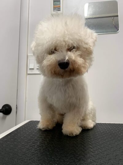 Pampurr'd Pets - Ozone Park, NY