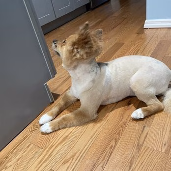 Pampurr'd Pets - Ozone Park, NY