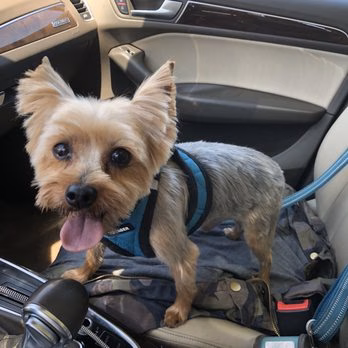 Pampurr'd Pets - Ozone Park, NY