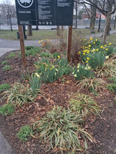 Tudor Park - Ozone Park, NY