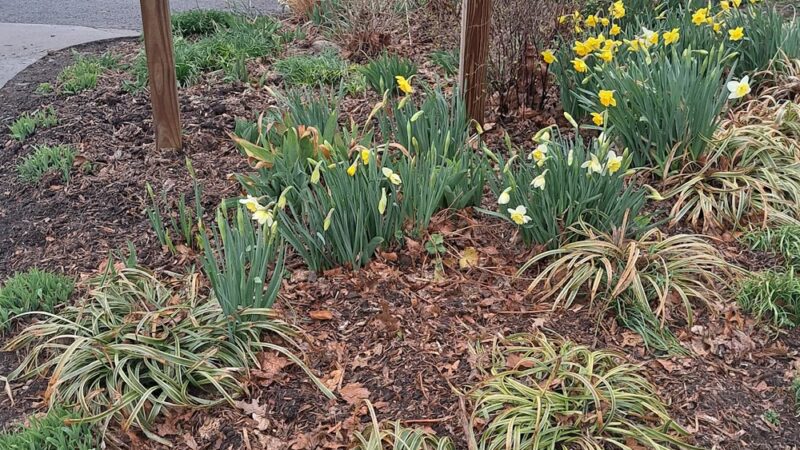 Tudor Park - Ozone Park, NY