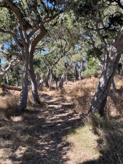 George Washington Park - Pacific Grove, CA