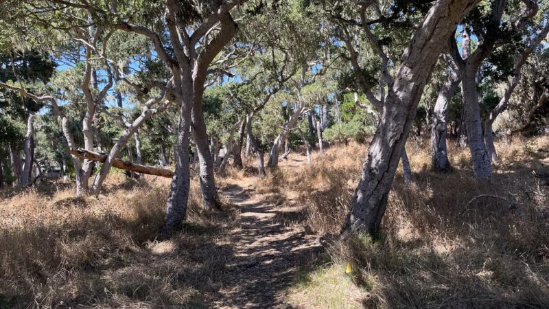 George Washington Park - Pacific Grove, CA