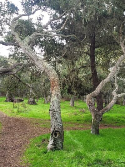 George Washington Park - Pacific Grove, CA