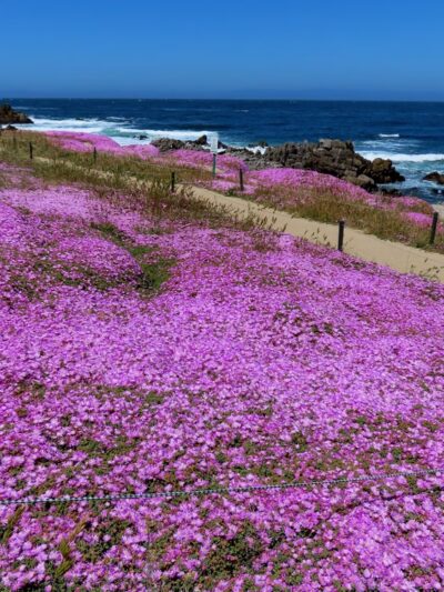 Perkins Park - Pacific Grove, CA