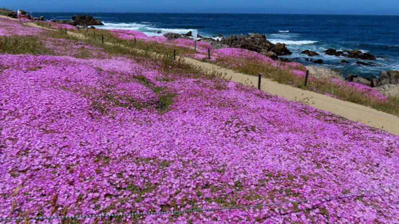 Perkins Park - Pacific Grove, CA