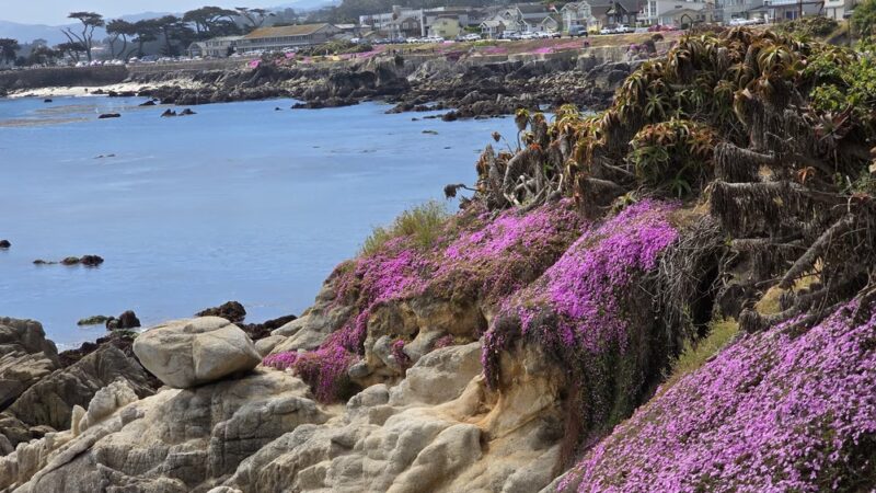 Perkins Park - Pacific Grove, CA