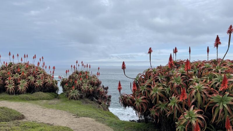 Perkins Park - Pacific Grove, CA