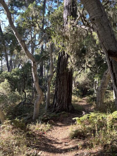 Rip Van Winkle Open Space - Pacific Grove, CA