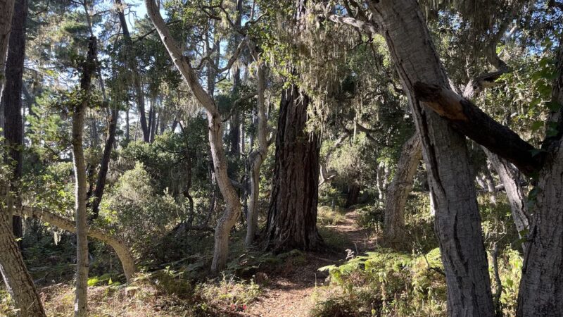 Rip Van Winkle Open Space - Pacific Grove, CA