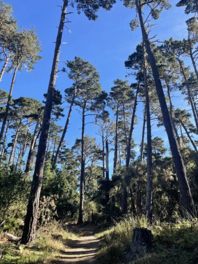 Rip Van Winkle Open Space - Pacific Grove, CA