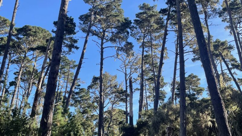 Rip Van Winkle Open Space - Pacific Grove, CA