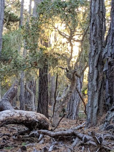 Rip Van Winkle Open Space - Pacific Grove, CA