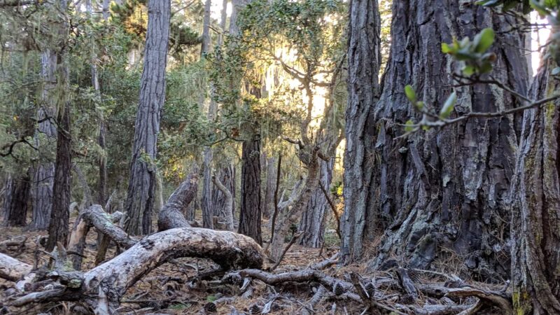 Rip Van Winkle Open Space - Pacific Grove, CA