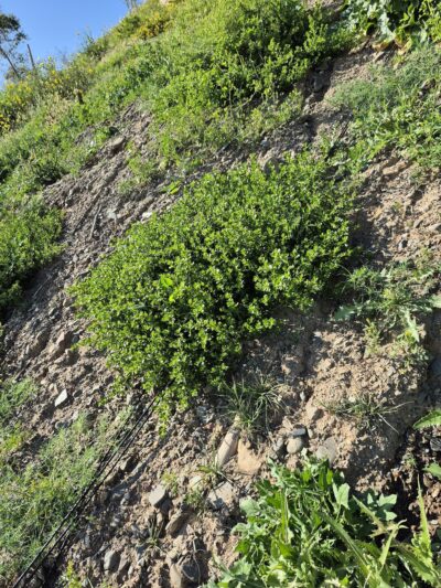 Leacock Trailhead - Pacific Palisades, CA