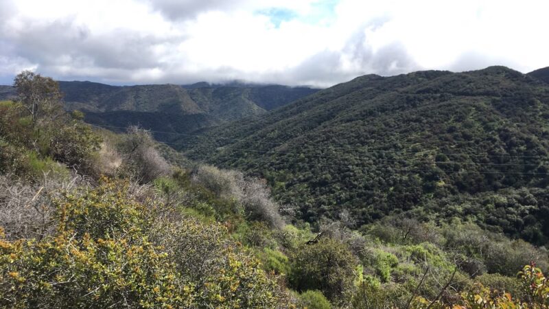 Hub Junction - Topanga State Park - Pacific Palisades, CA