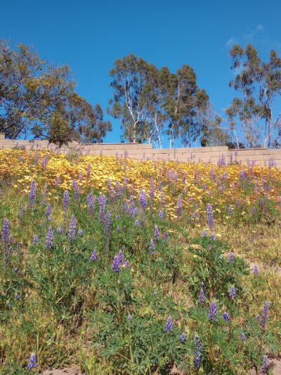 Santa Ynez Canyon Park - Pacific Palisades, CA