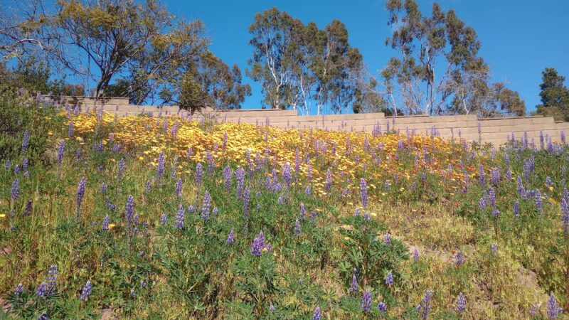 Santa Ynez Canyon Park - Pacific Palisades, CA