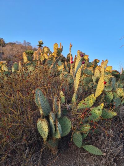 Temescal Canyon Park - Pacific Palisades, CA