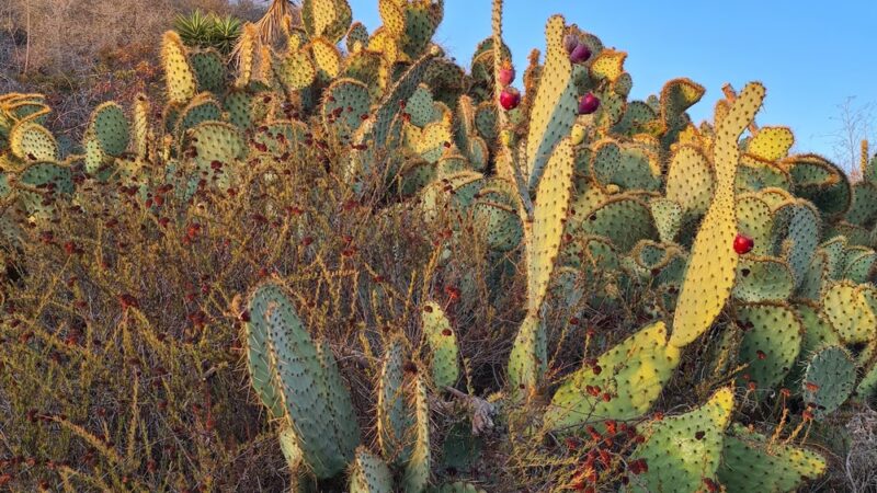 Temescal Canyon Park - Pacific Palisades, CA