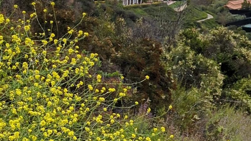 Trailer Canyon Trailhead - Topanga State Park - Pacific Palisades, CA