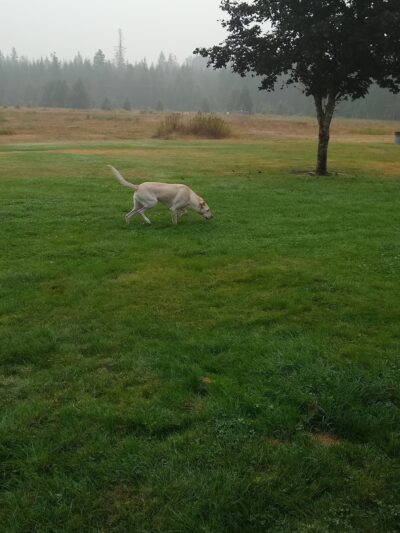 Packwood Park - Packwood, WA