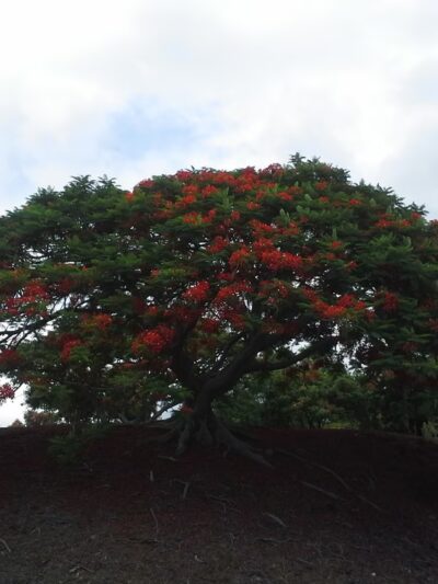 Pāhala Community Center - Pahala, HI