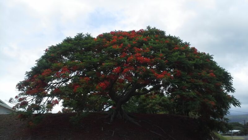 Pāhala Community Center - Pahala, HI