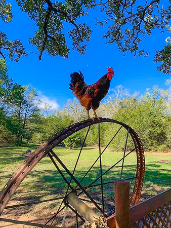 The Patch in Paige - Paige, TX
