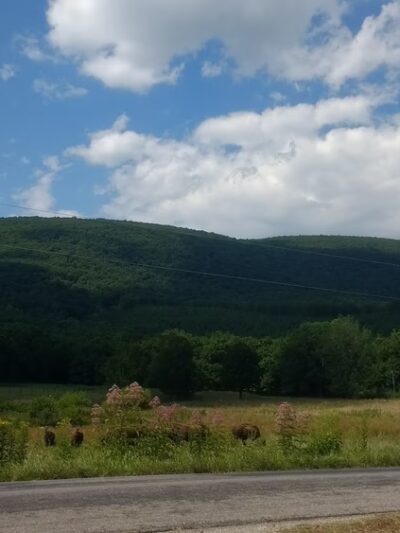 Hollow Hill Farm - Paint Bank, VA
