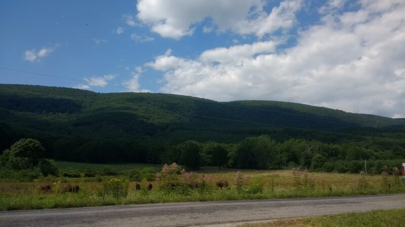 Hollow Hill Farm - Paint Bank, VA