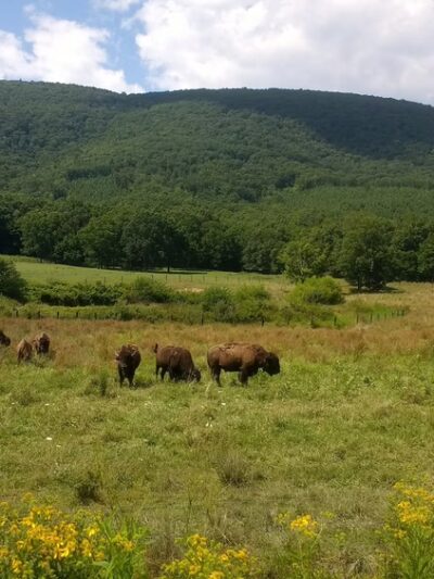 Hollow Hill Farm - Paint Bank, VA