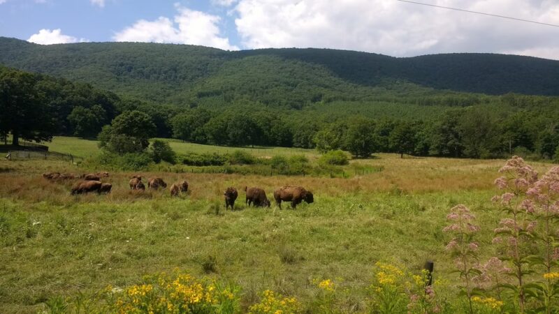 Hollow Hill Farm - Paint Bank, VA