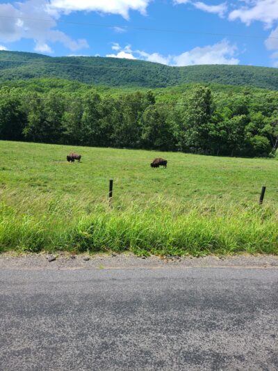 Hollow Hill Farm - Paint Bank, VA