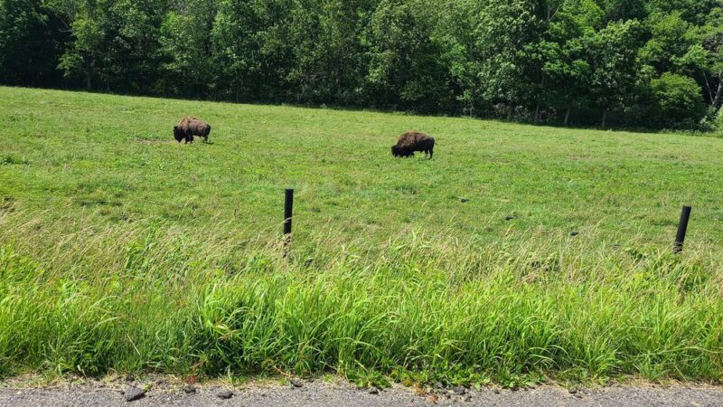 Hollow Hill Farm - Paint Bank, VA