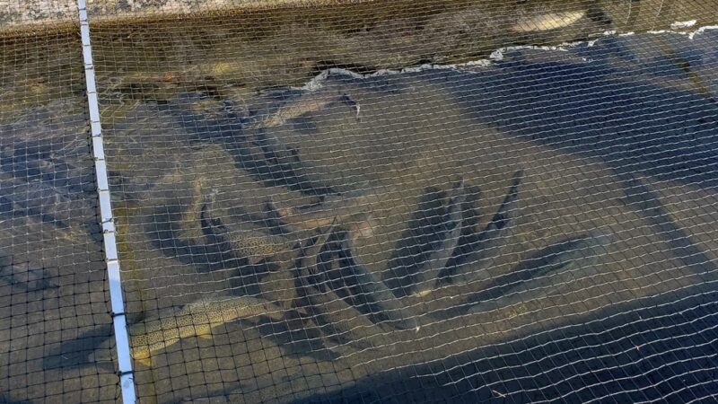 Paint Bank State Fish Hatchery - Paint Bank, VA