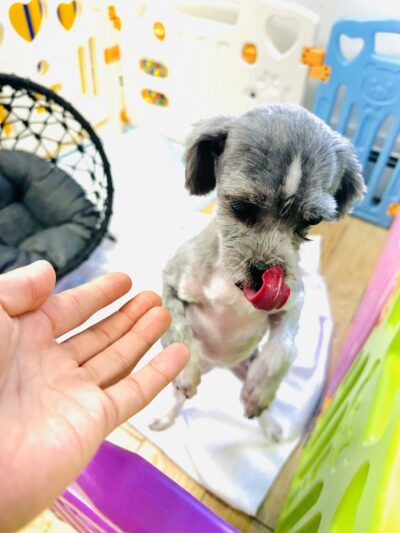 Grooming Salon Inc. - Palisades Park, NJ