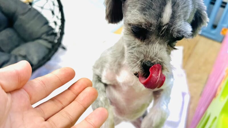 Grooming Salon Inc. - Palisades Park, NJ