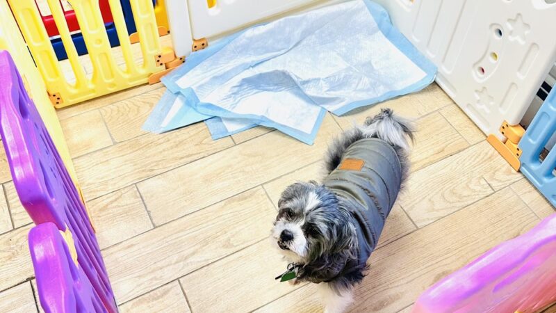 Grooming Salon Inc. - Palisades Park, NJ