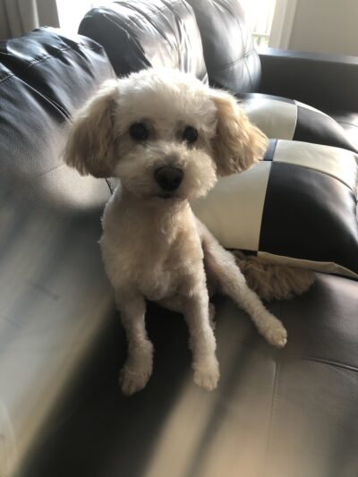 Grooming Salon Inc. - Palisades Park, NJ