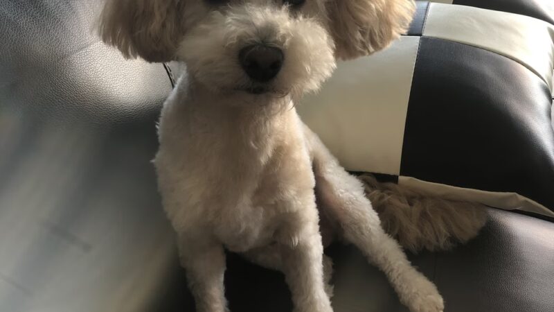 Grooming Salon Inc. - Palisades Park, NJ