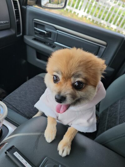 Grooming Salon Inc. - Palisades Park, NJ