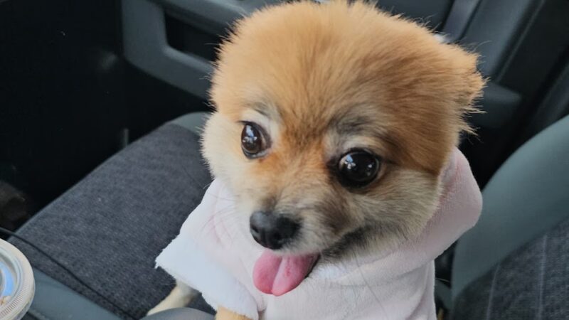 Grooming Salon Inc. - Palisades Park, NJ