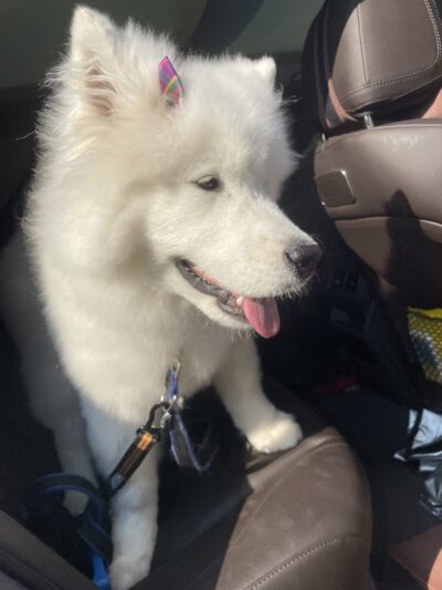 Grooming Salon Inc. - Palisades Park, NJ