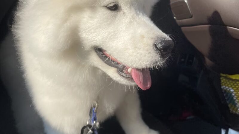 Grooming Salon Inc. - Palisades Park, NJ