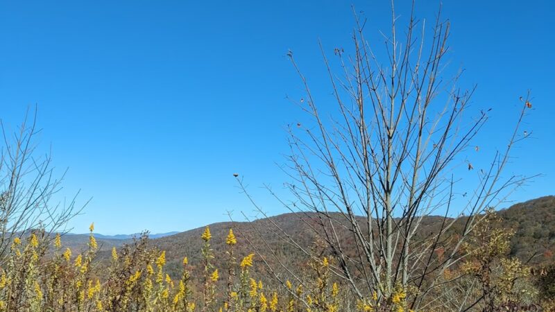 Pall Mall - Pall Mall, TN