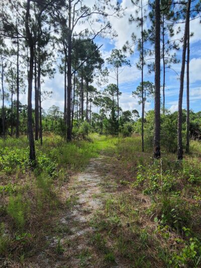 Micco Scrub Sanctuary - Palm Bay, FL