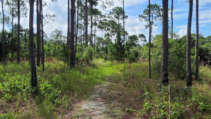 Micco Scrub Sanctuary - Palm Bay, FL